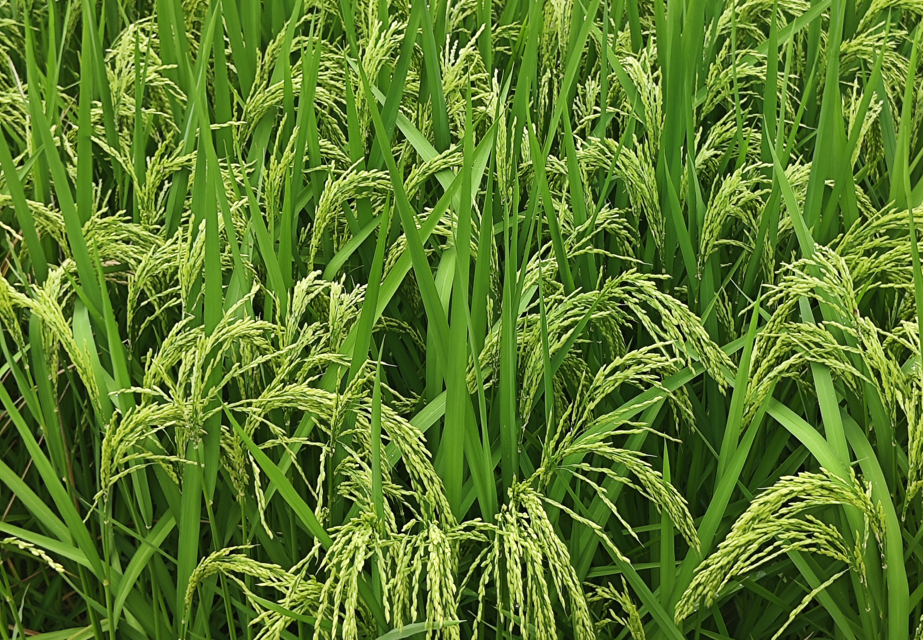 山西省關(guān)于報(bào)送2026年農(nóng)產(chǎn)品初加工機(jī)械化提質(zhì)增效技術(shù)裝備示范推廣項(xiàng)目建設(shè)任務(wù)書和相關(guān)方案的通知