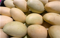 三亚市市场监管局到百色调研芒果产业链“质量强链”工作